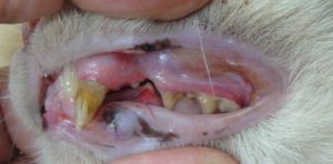 cat-teeth-1