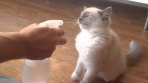 Do not spray your cat with water.