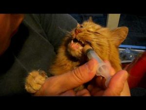 Cat being fed through syringe