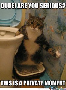 Funny cat next to toilet