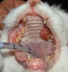 tumour-scc-mout-cat