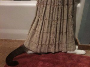 Cat hiding in curtain