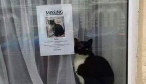 My cat disappeared in my house. It's not the first time!