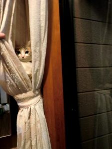 My cat went missing in my house and I found it in the curtains!