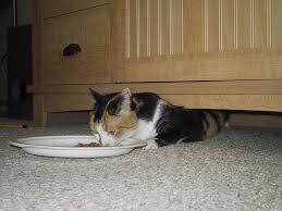(How to find a lost indoor cat) Cat todocat.com