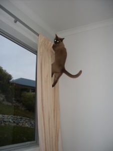 Cat climbs up the wall