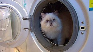 Cat in washing machine