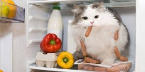 Cat eating food from fridge which can make the cat throw up water