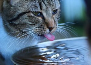 Cat drinking too much water which can cause it to throw up