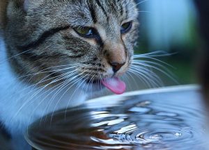 cat drinking lots of water and throwing up