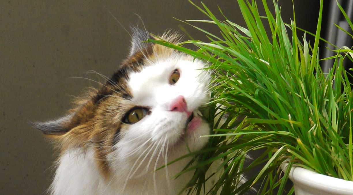 my cat eats grass and vomits