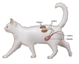 Cat's urinary system