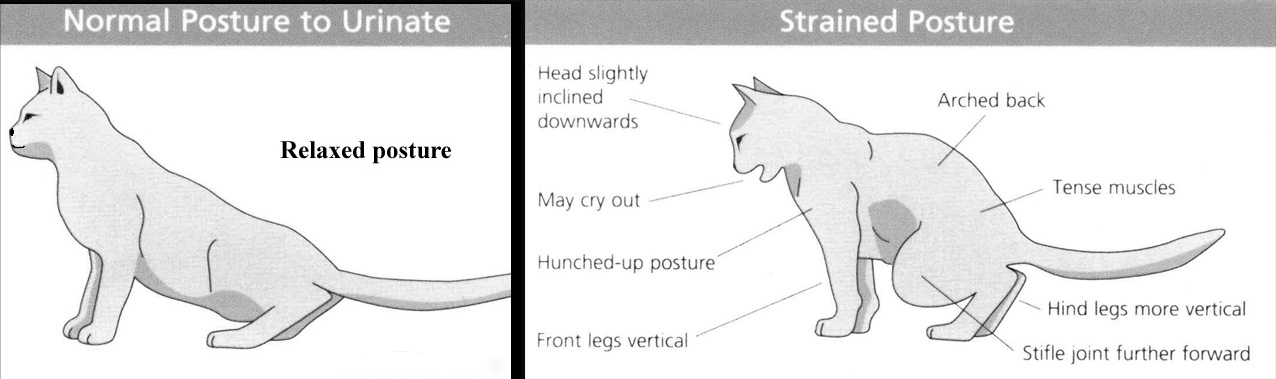 Diagram of the posture a cat assumes during normal urination compared to di...