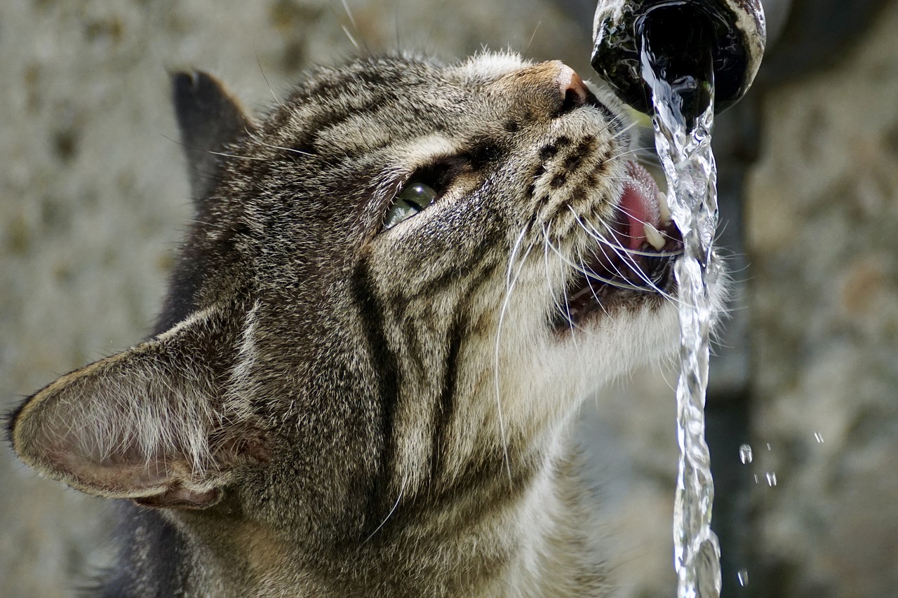 Why do domestic cats need a water fountain?