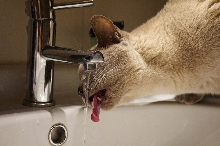 Cat drink from the faucet