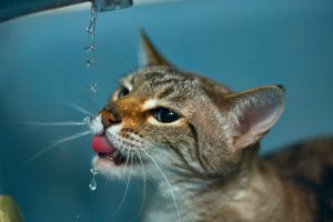 cat drink from the faucet