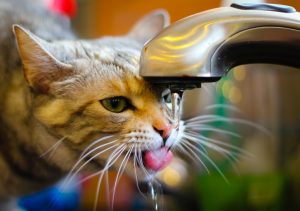 cat drink from the faucet