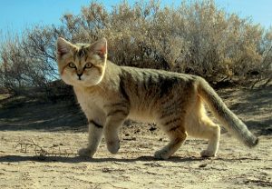 wild cat in desert