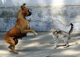 a cat really really scared of a dog