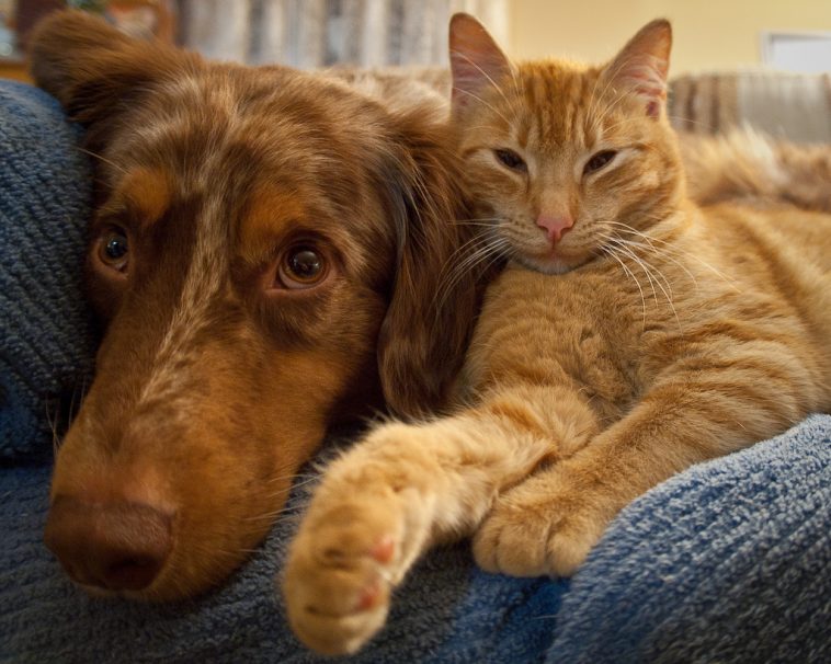 Cat and dog love each other