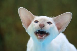 cat with large ears