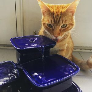 Cat drinking from fountain