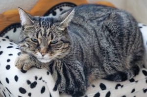 cats can be bipolar when their behaviour fluctuates