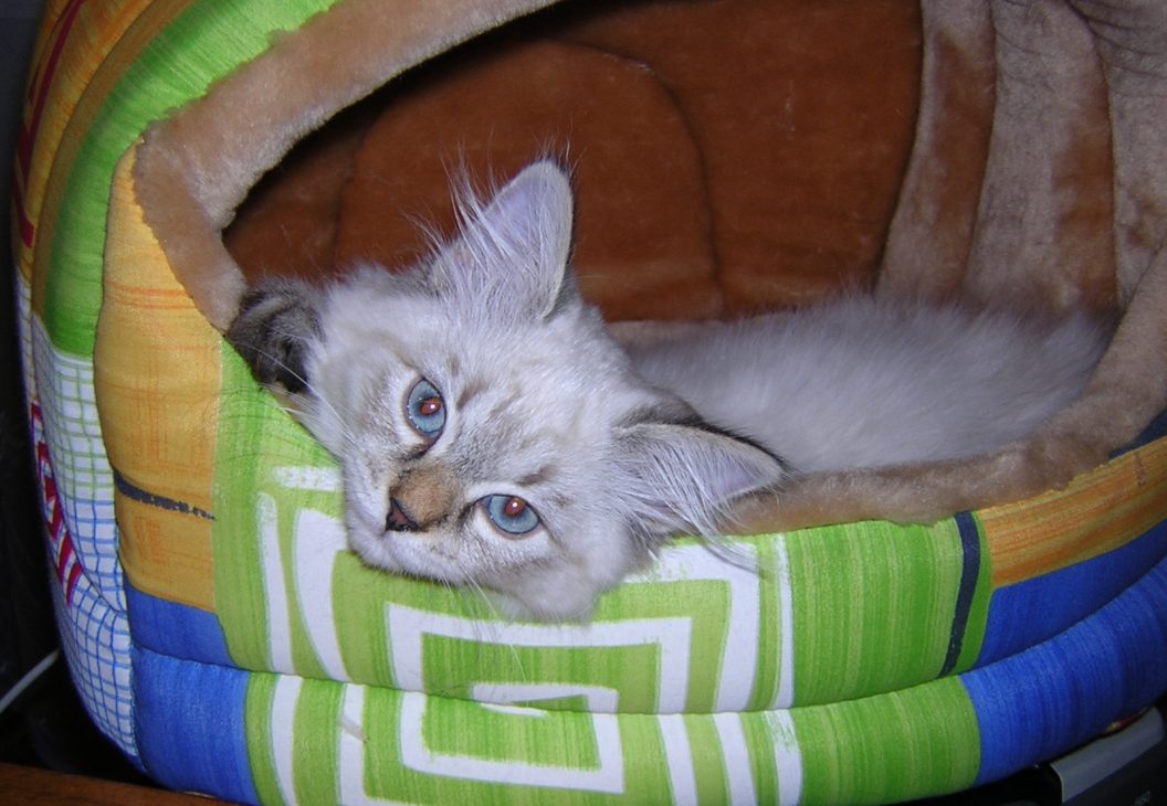 How To Move House With A Cat And Help Them Settle In