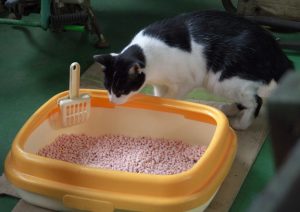 cat and litter box