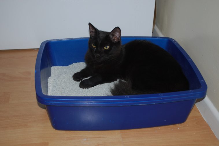 Cat in litter tray