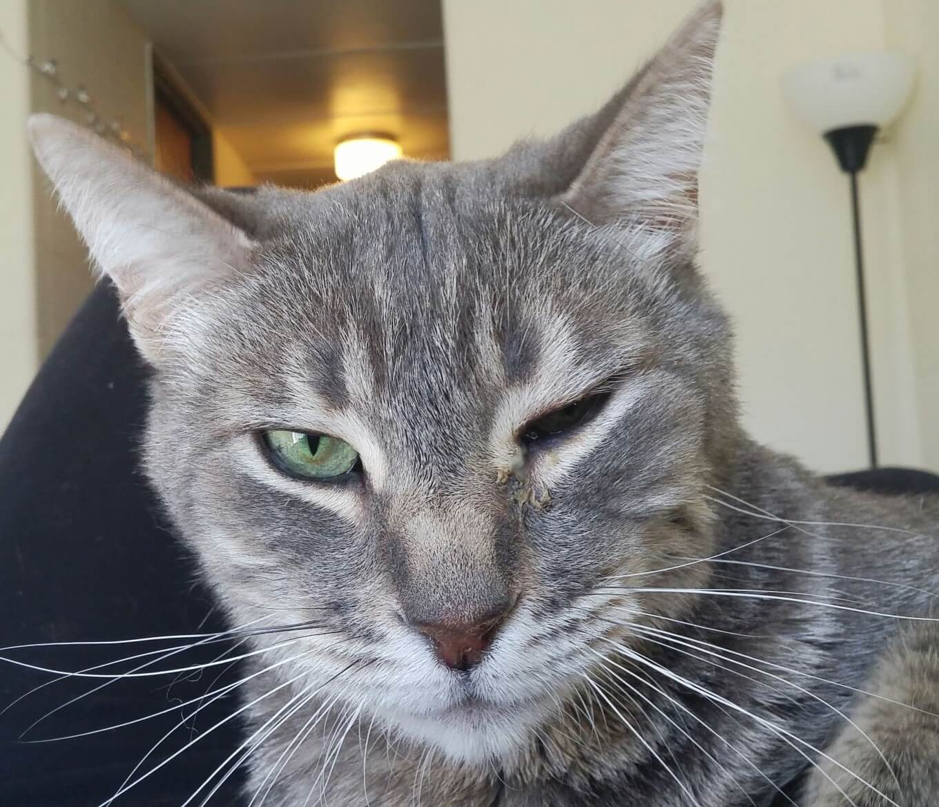 My Cat Is Squinting One Eye What Can I Do To Help   Ban 