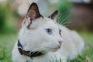cat wearing collar