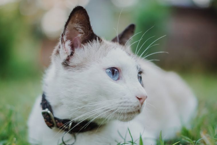 cat wearing calming collars