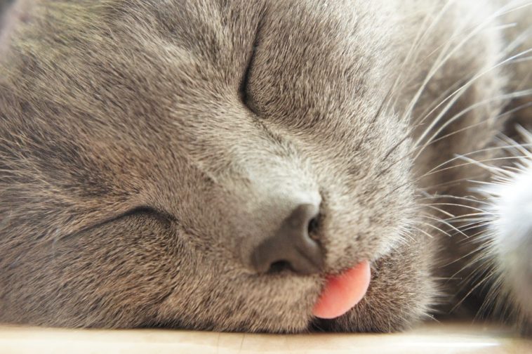 My Cat Sticks Out His Tongue - Why?