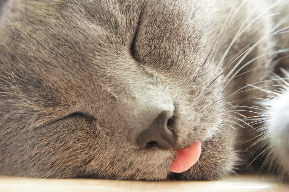 What Does It Mean When A Cat Keeps Sticking His Tongue Out