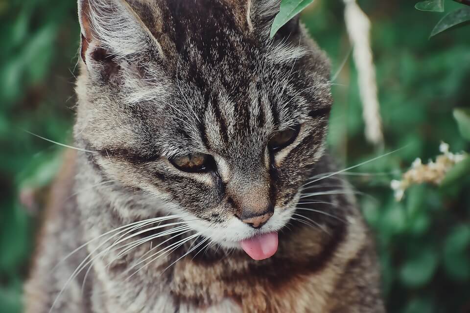 My Cat Sticks Out His Tongue Why?