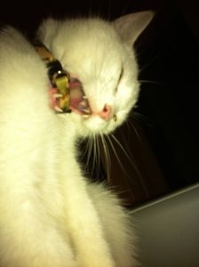 Cat collar stuck in jaw