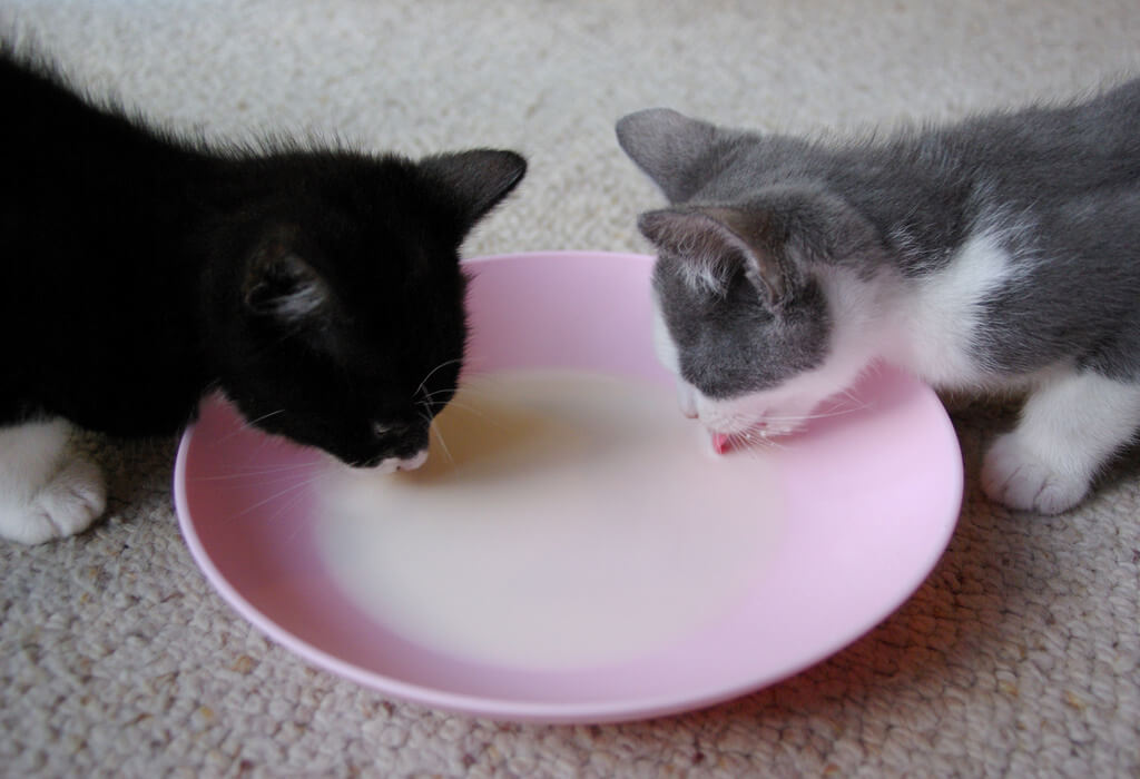 Do Cats Like Milk? Do They Actually Need It? Alternatives and Care