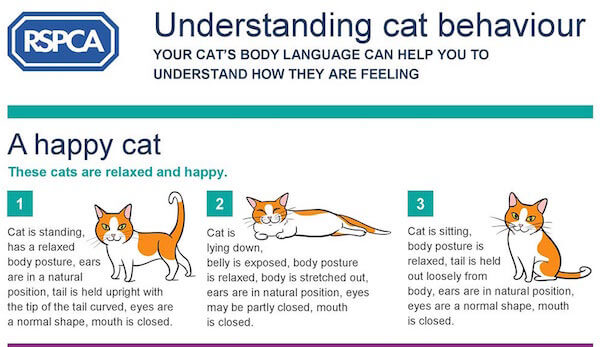 These your cats. Поведение кошек. Язык тела кошек. Как понять что кошка счастлива. Типичное поведение кошки.