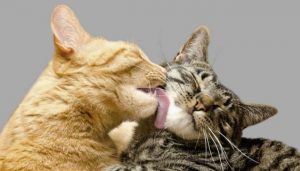 Mutual licking between cats is a sign of acceptance and friendship. This may extend to cats licking humans.