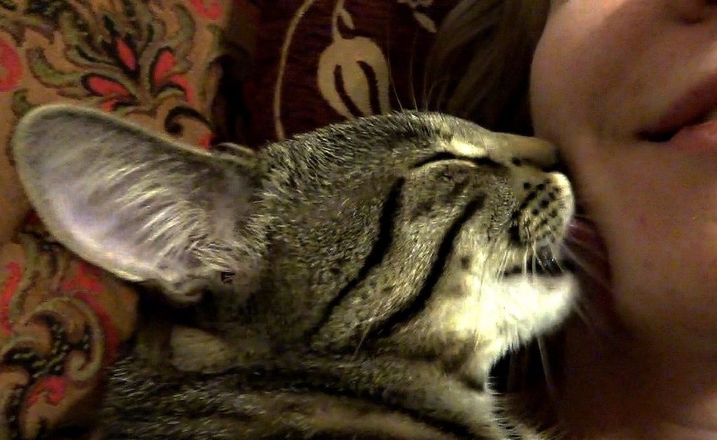 What does it mean when a cat licks you explained
