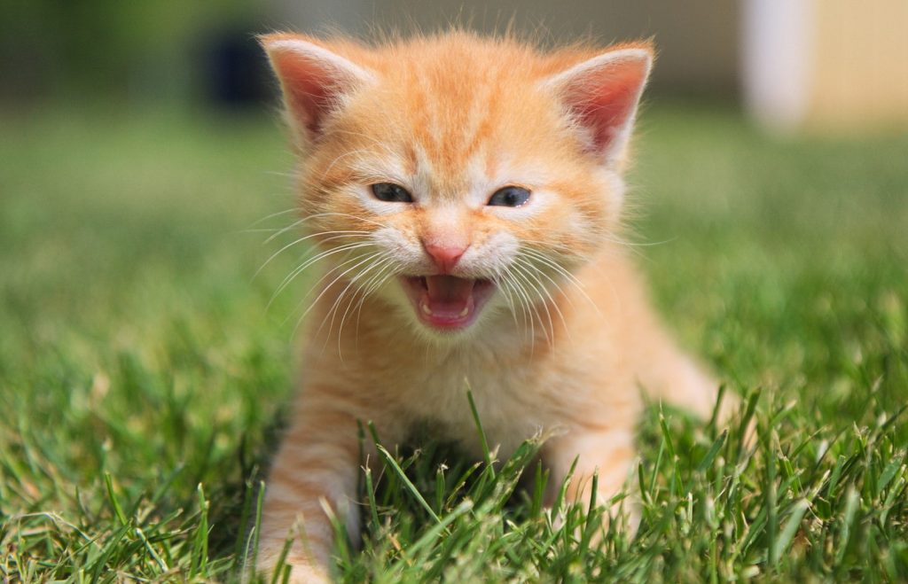 Why Is My Kitten Meowing? Reasons Why And Solutions