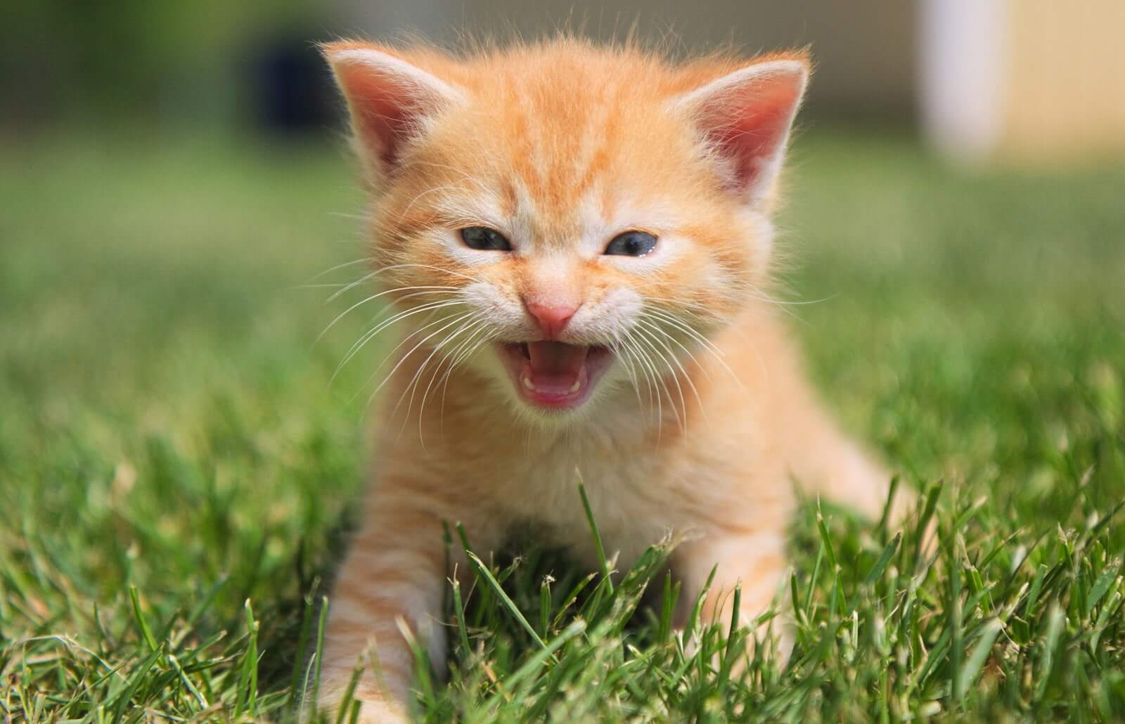 cute orange tabby cat