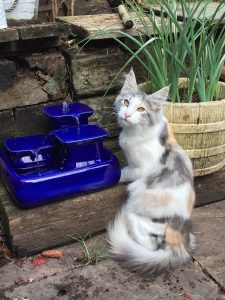 miau cat fountain