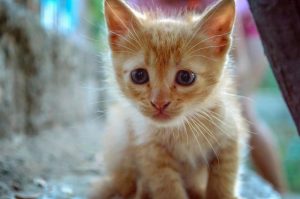 Young kitten