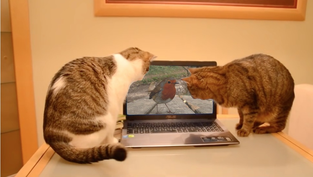 One Time Offer Catflix With Pawtify And Pond Game Miaustore Schweiz