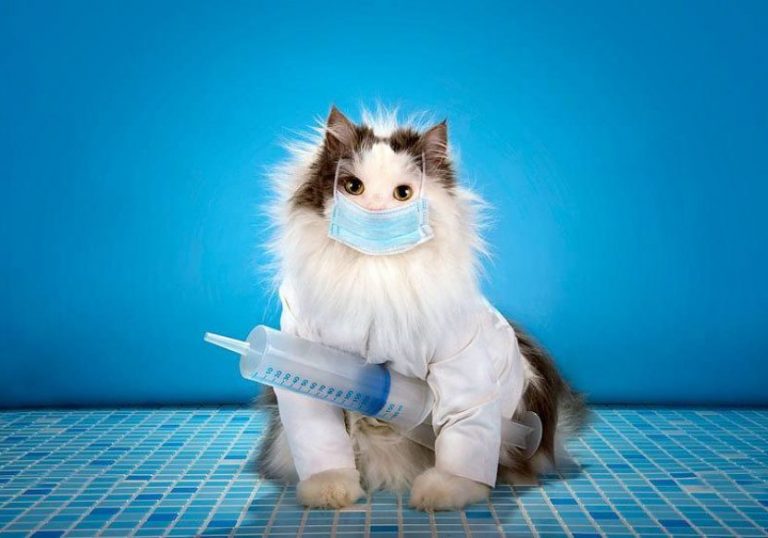 Impfungen bei der Katze- die 5 wichtigsten Krankheiten