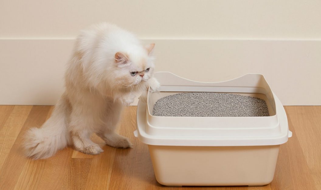 Meine Katze geht auf Toilette, aber es kommt nichts!