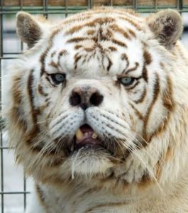 Down- Syndrom bei Tigern 1