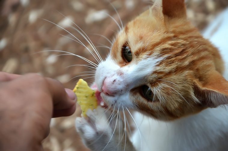 Abgemagert fressen katze trotz katze wird